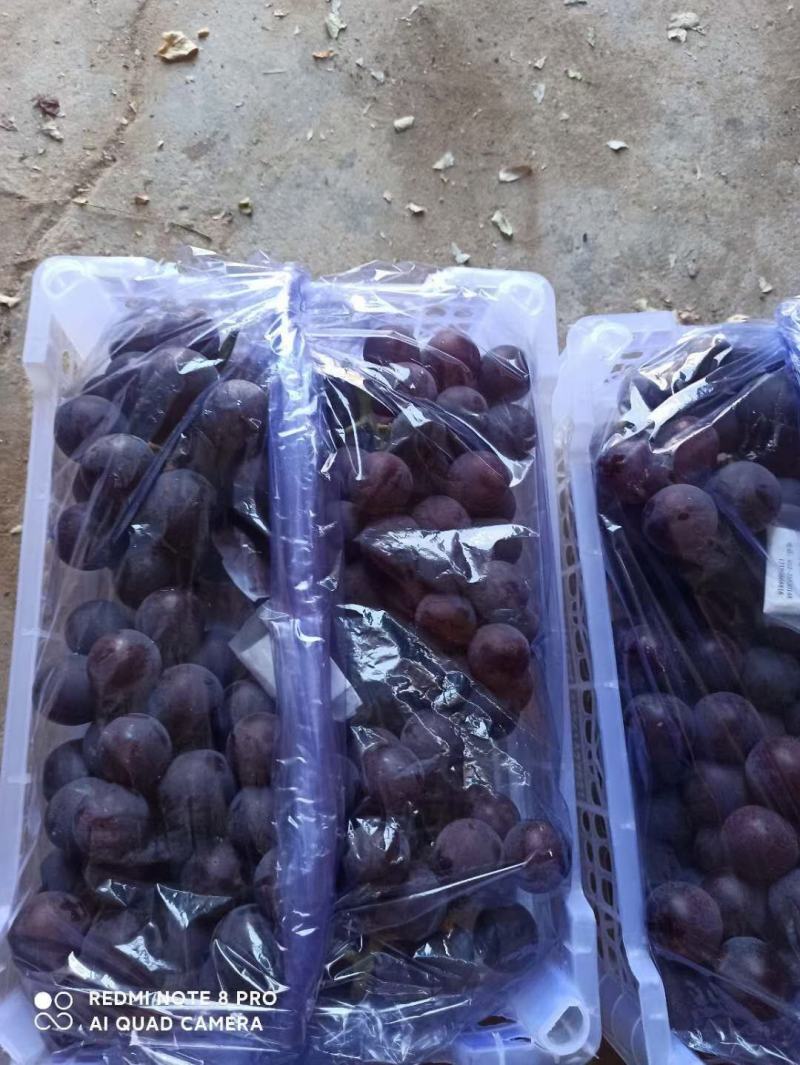 辽宁北镇精品巨峰葡萄高中低档各种规格各个价位的都有