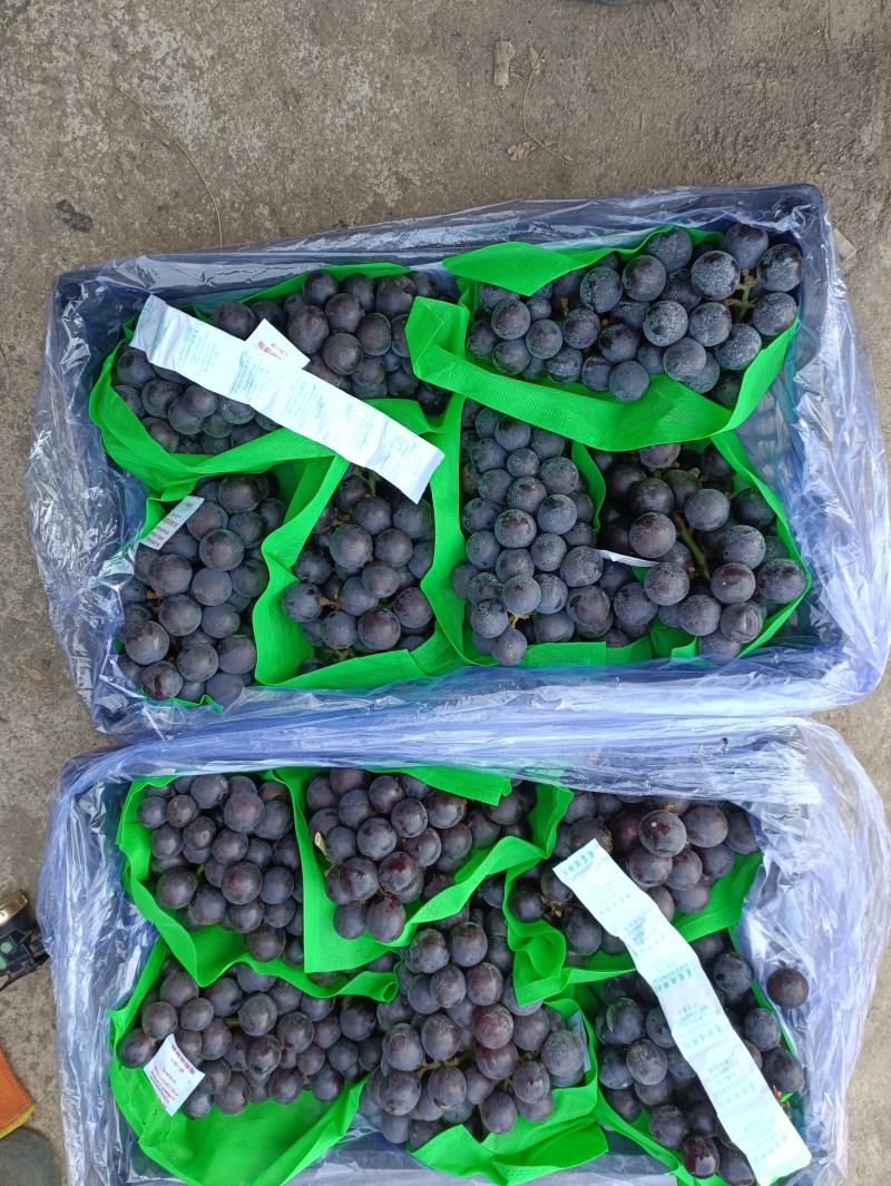 辽宁北镇精品巨峰葡萄高中低档各种规格各个价位的都有
