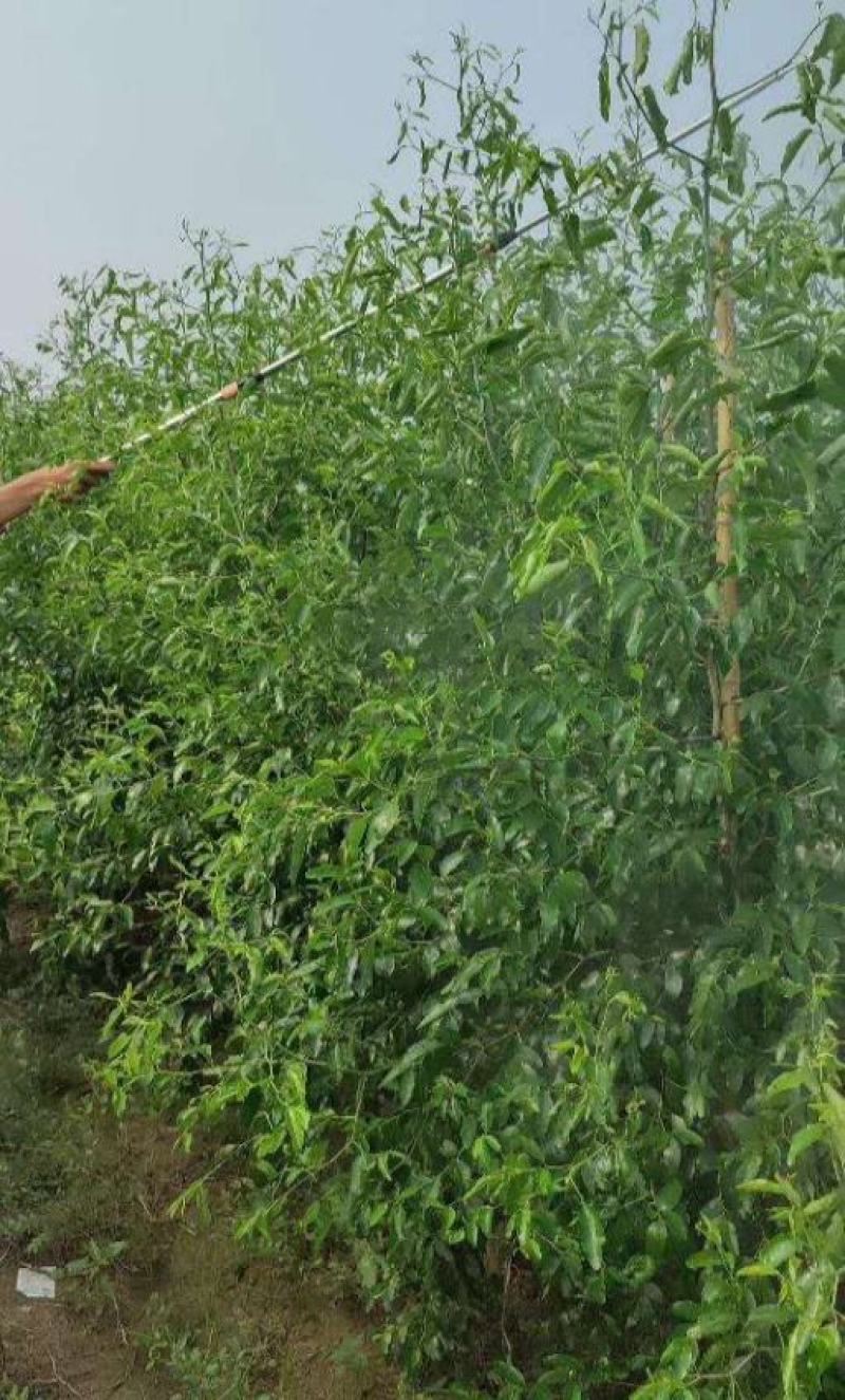 嫁接葫芦枣苗两年苗包结果死苗补发