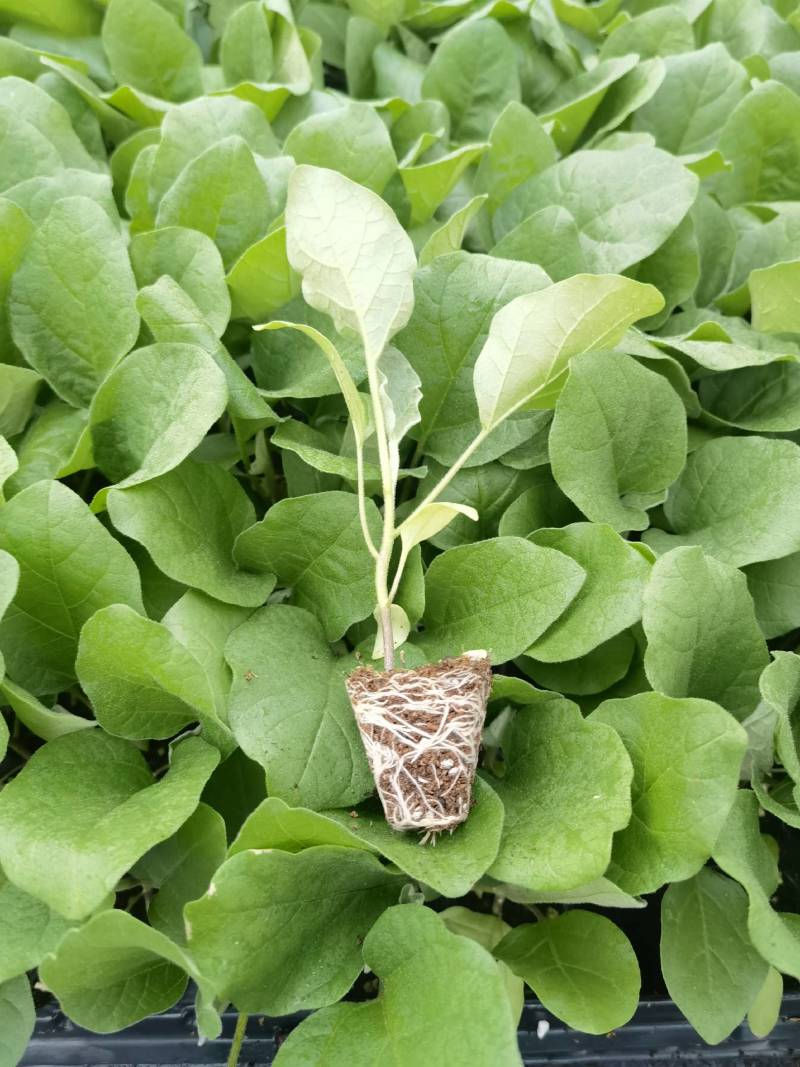 年销百万颗俊丰烧烤茄苗穴盘苗带土发货大量现货量大价优