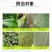 33%阿维螺螨酯柑橘葡萄红蜘蛛茶黄螨叶螨杀螨剂杀虫剂农