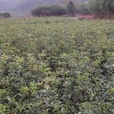 自家小桂花苗大量出货中