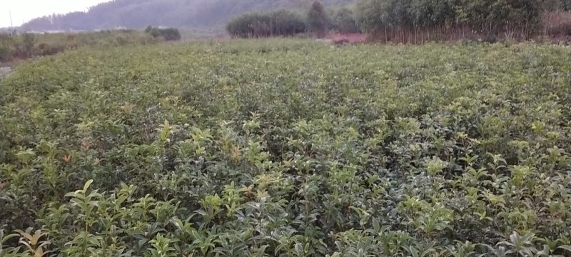 自家小桂花苗大量出货中