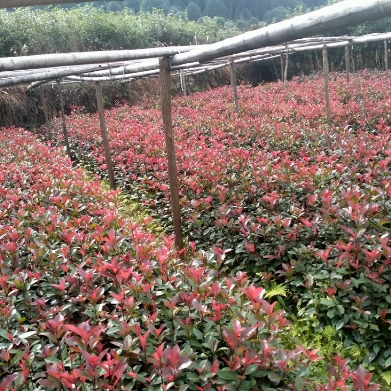 【推荐】红叶石楠，自家红叶石楠小苗大量有货价格优惠