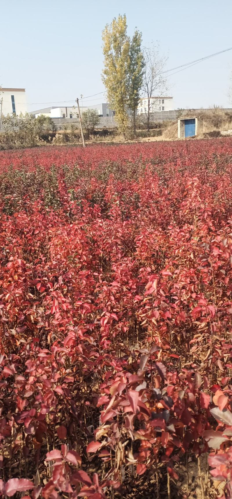 杜梨苗现挖现卖品质优价格低量大优惠保湿邮寄