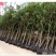 自家5公分桂花树大量有货质优价廉欢迎有需要的来选购