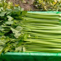 芹菜香芹大量供应中长期供应，量大质优可承接各大平台