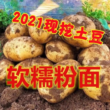 【一件代】冬季售后少需求大土豆批发精品洋芋蔬菜马铃薯