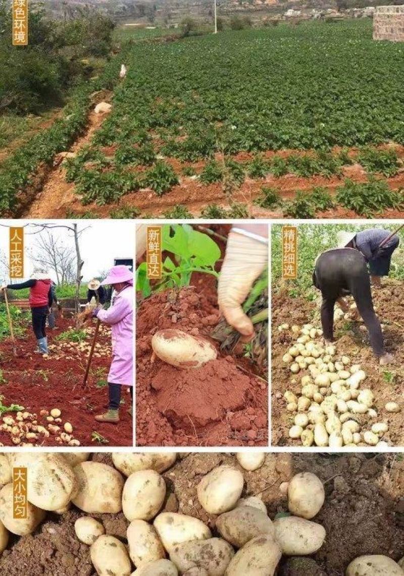 【一件代】冬季售后少需求大土豆批发精品洋芋蔬菜马铃薯