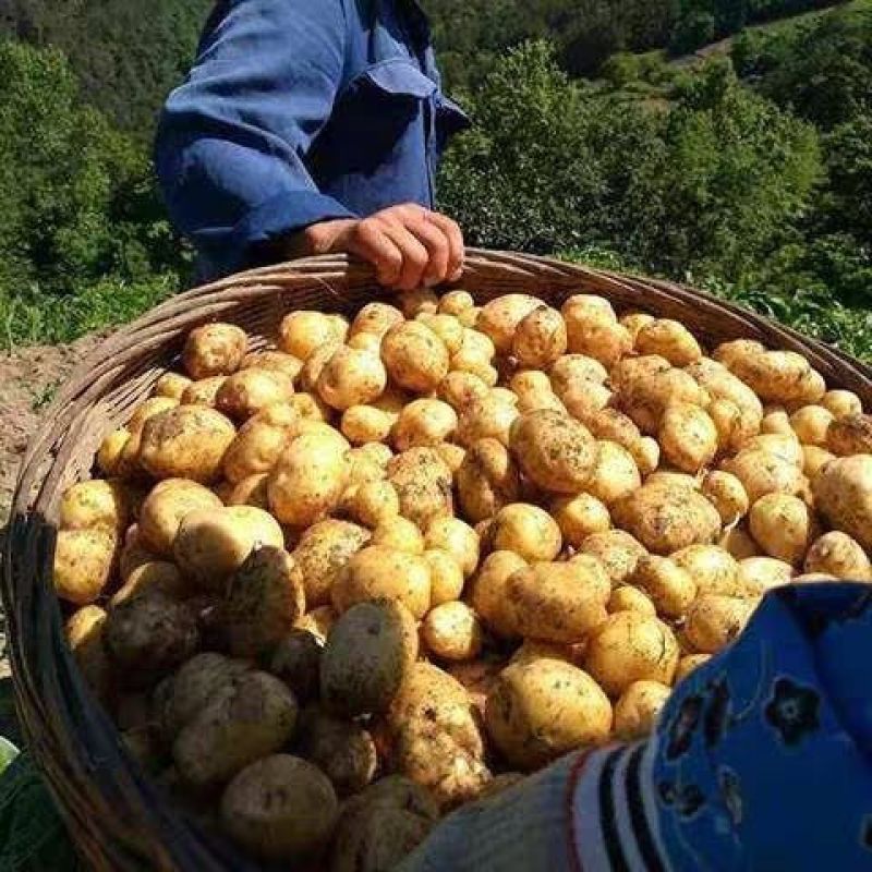 【一件代】冬季售后少需求大土豆批发精品洋芋蔬菜马铃薯