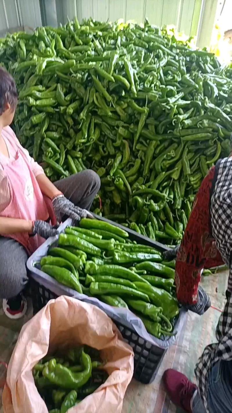 鲜辣椒，苏椒五号，产地直销直发欢迎光临发
