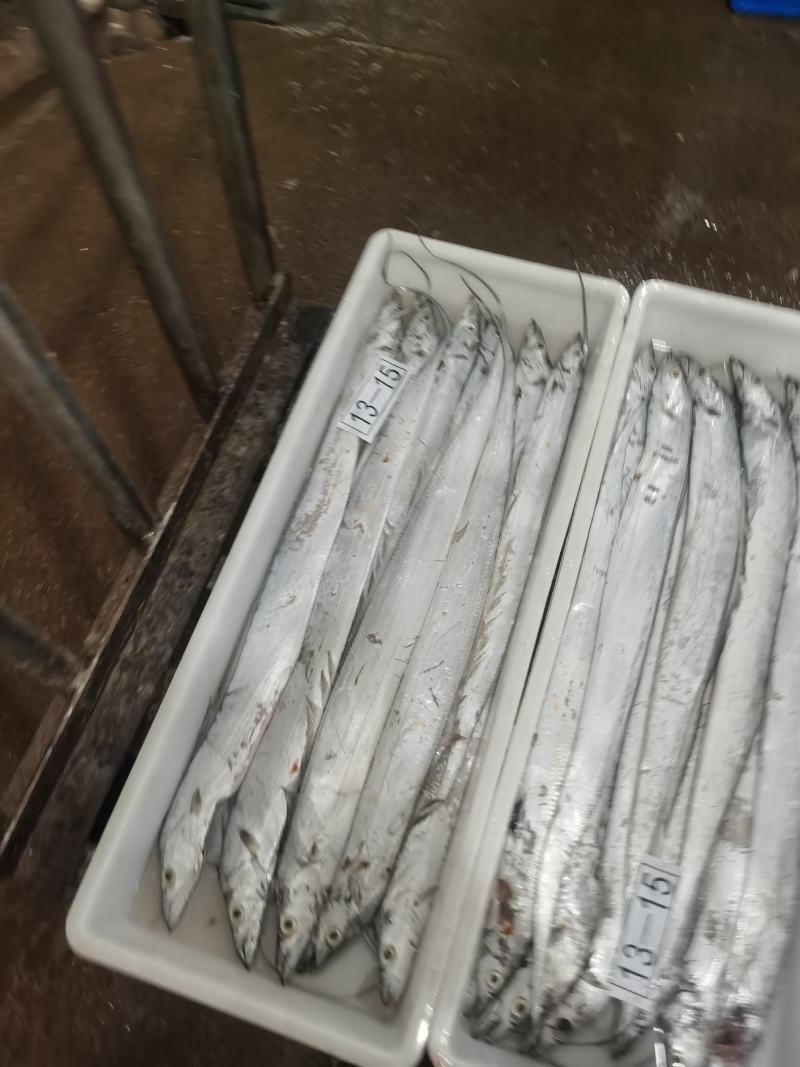 精品舟山带鱼，冻品，货真价实，厂家直量大从优