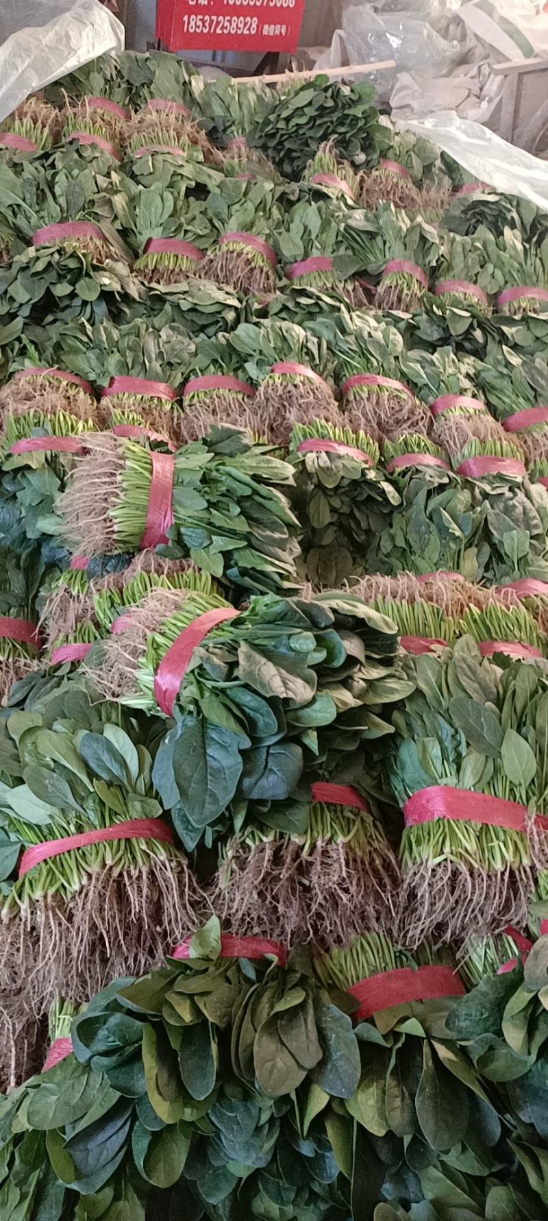 河南菠菜，大叶菠菜20~28大量有货，万亩基地诚信代办