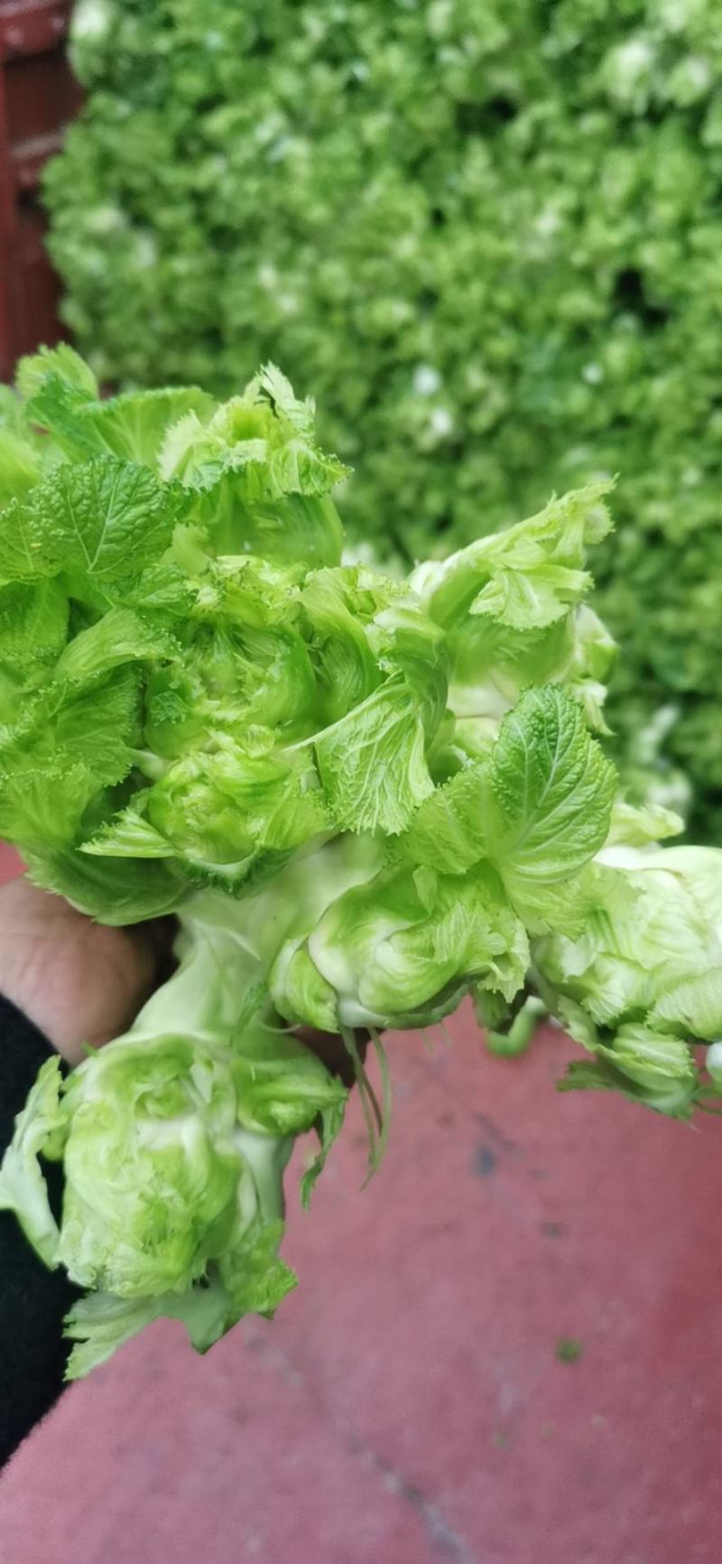 本地儿菜
