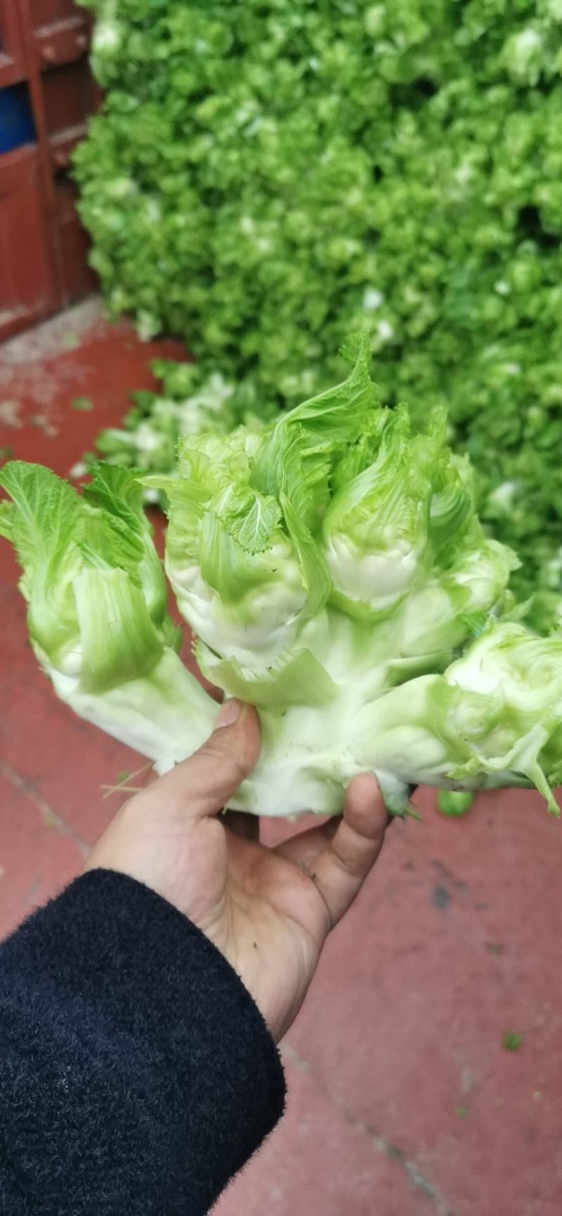 本地儿菜