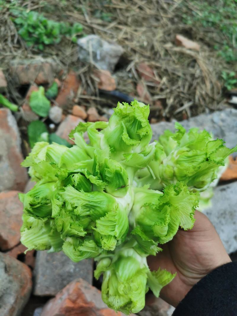 本地儿菜