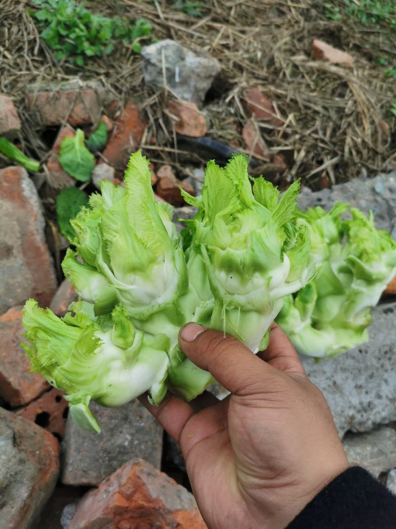 本地儿菜