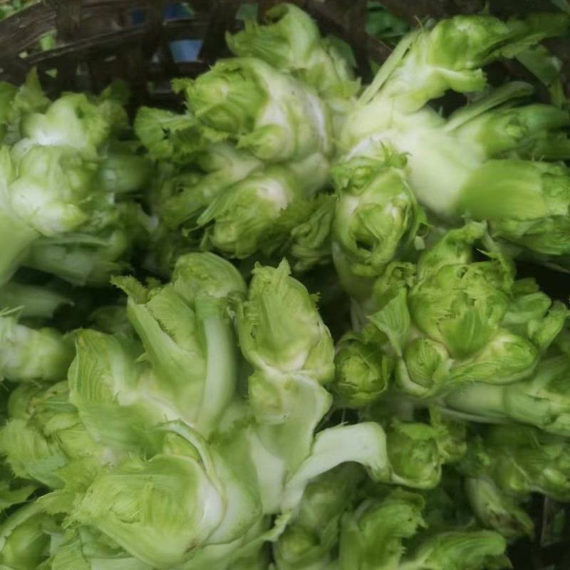 本地儿菜