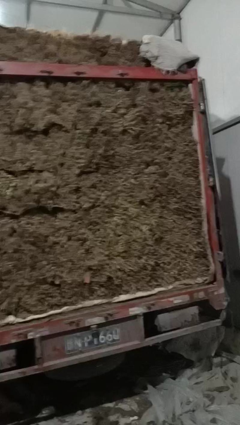 大棚大叶菠菜，产地货源，实力代办，可视频实地看货