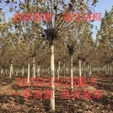 徐州李氏园林苗圃出售5/40速生法桐，当天装车诚信经营