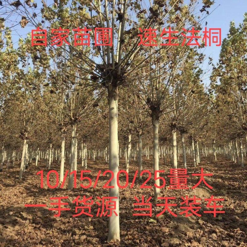 徐州李氏园林苗圃出售5/40速生法桐，当天装车诚信经营