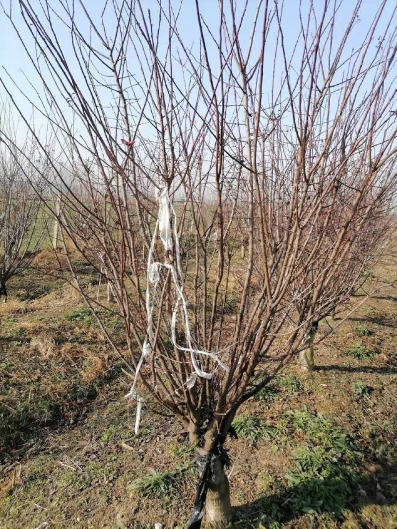 红梅绿梅美人梅榆叶梅原生红梅骨里红红梅朱砂梅花垂梅花