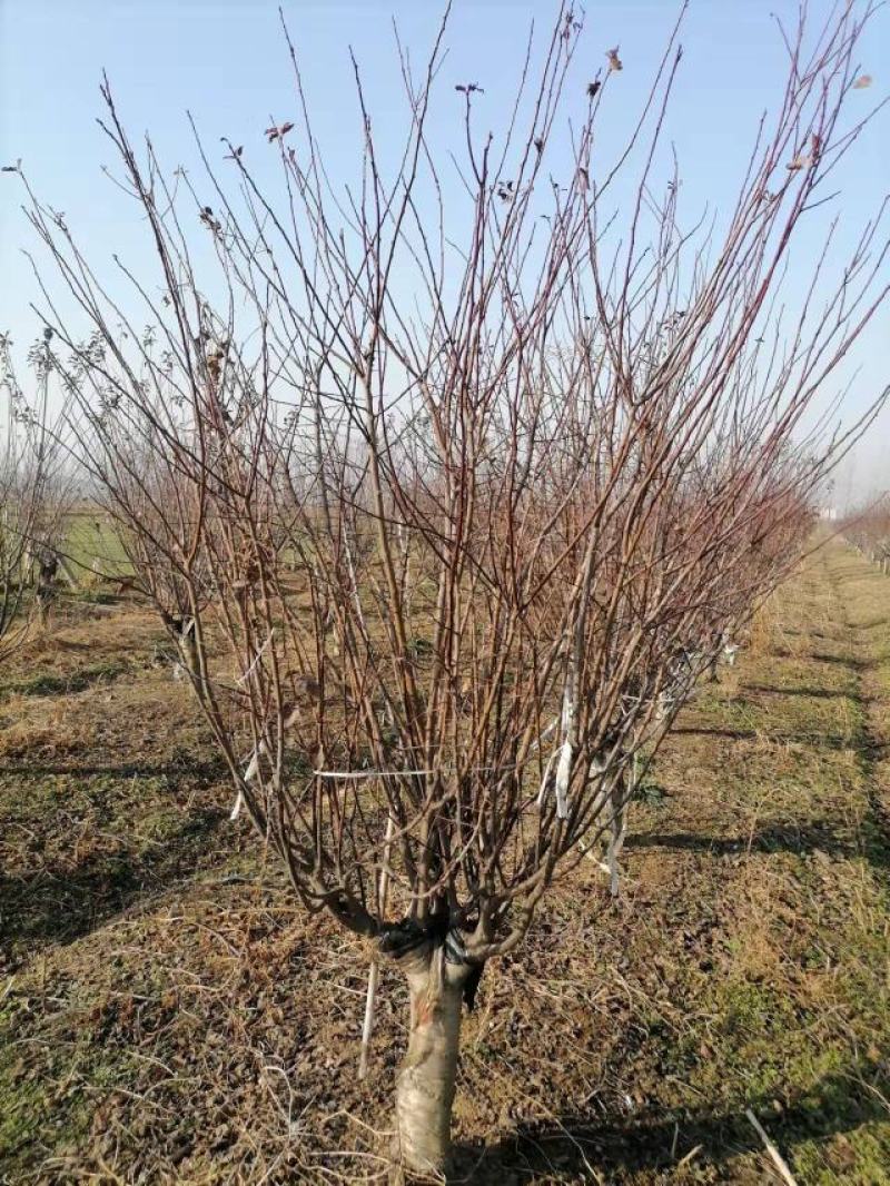 红梅绿梅美人梅榆叶梅原生红梅骨里红红梅朱砂梅花垂梅花