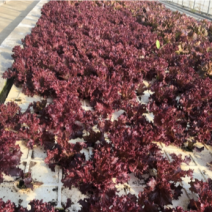 罗莎红，紫叶生菜，水培土培。
