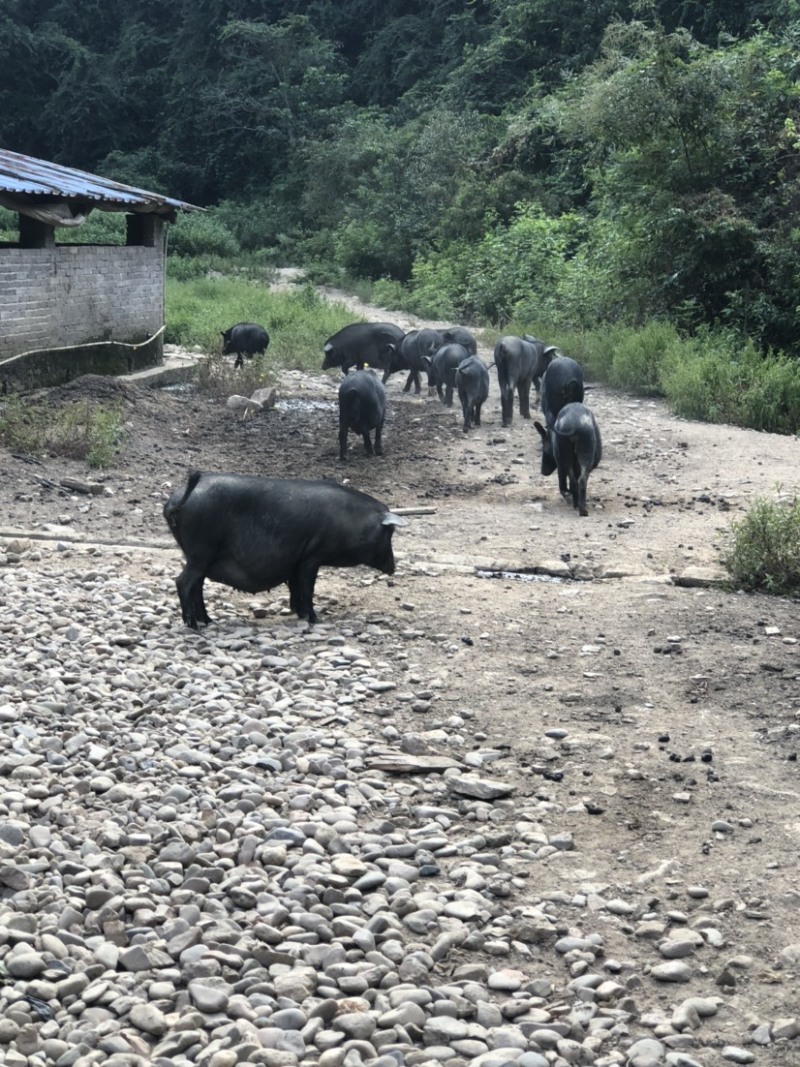 高山散养藏香猪，产地直供，可视频看货