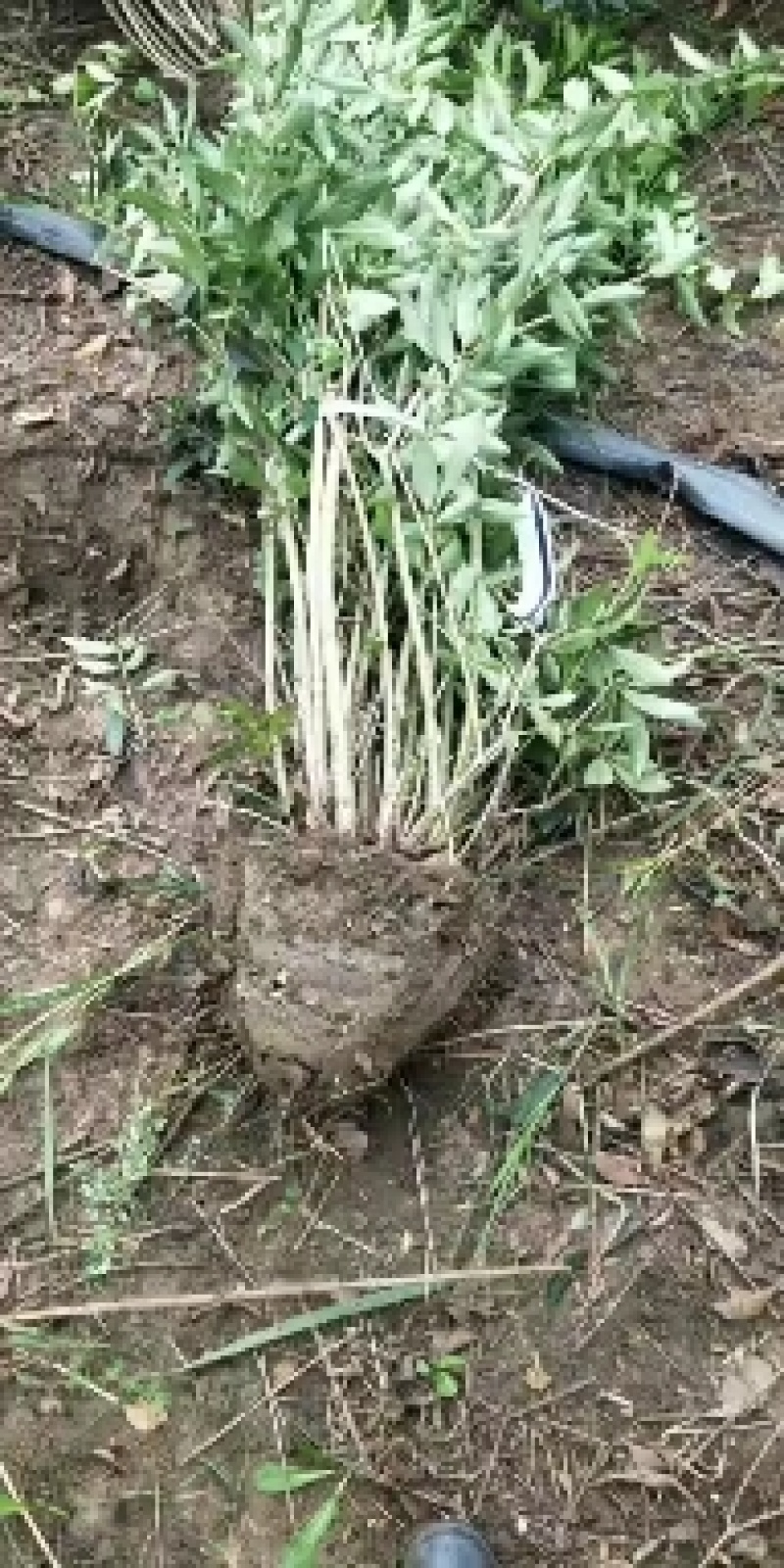 连翘球高度80-2米十分枝大量现货沭阳基地无中间商差价