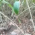连翘球高度80-2米十分枝大量现货沭阳基地无中间商差价