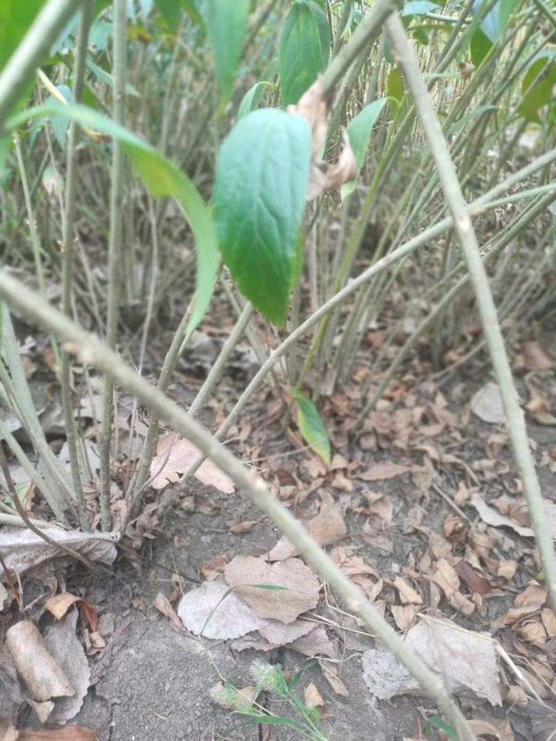 连翘球高度80-2米十分枝大量现货沭阳基地无中间商差价