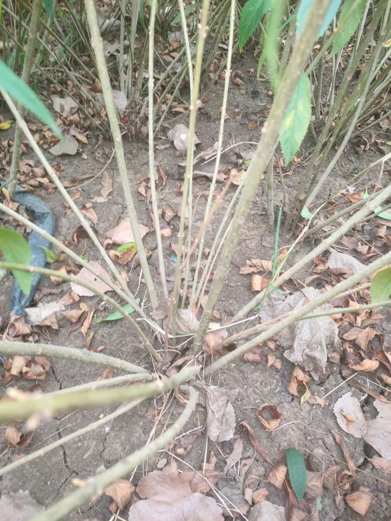 连翘球高度80-2米十分枝大量现货沭阳基地无中间商差价
