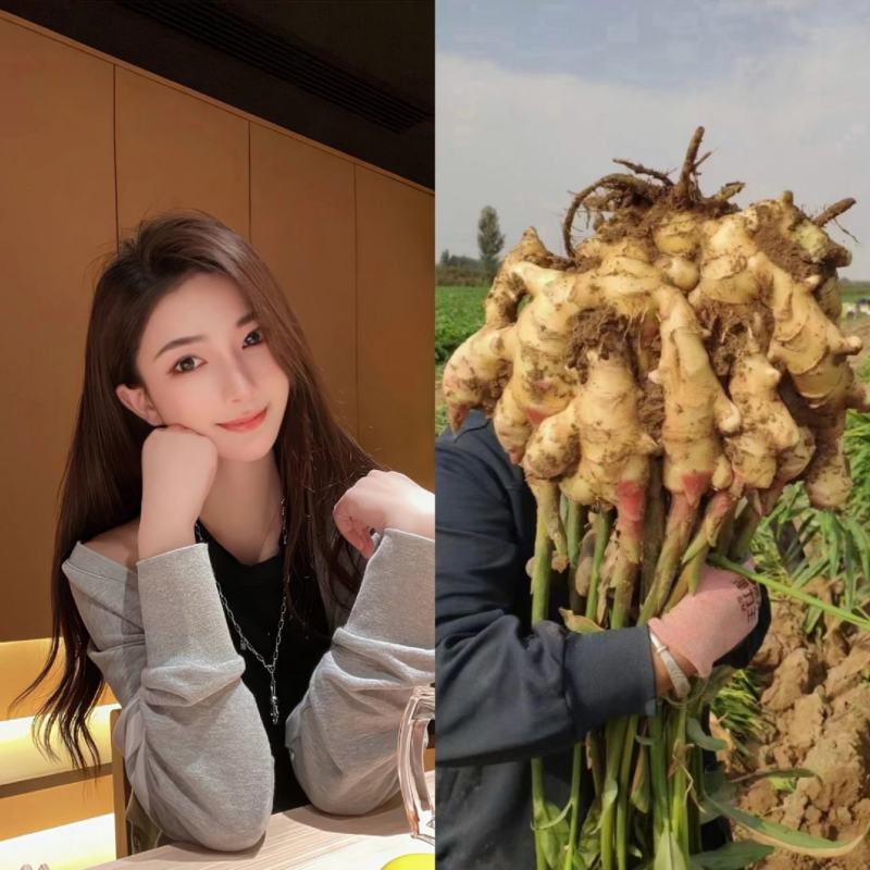 【推荐】生姜小黄姜黄姜全国发货保质保量坏烂包赔欢迎联系