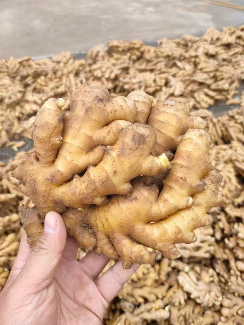 【推荐】生姜小黄姜黄姜全国发货保质保量坏烂包赔欢迎联系