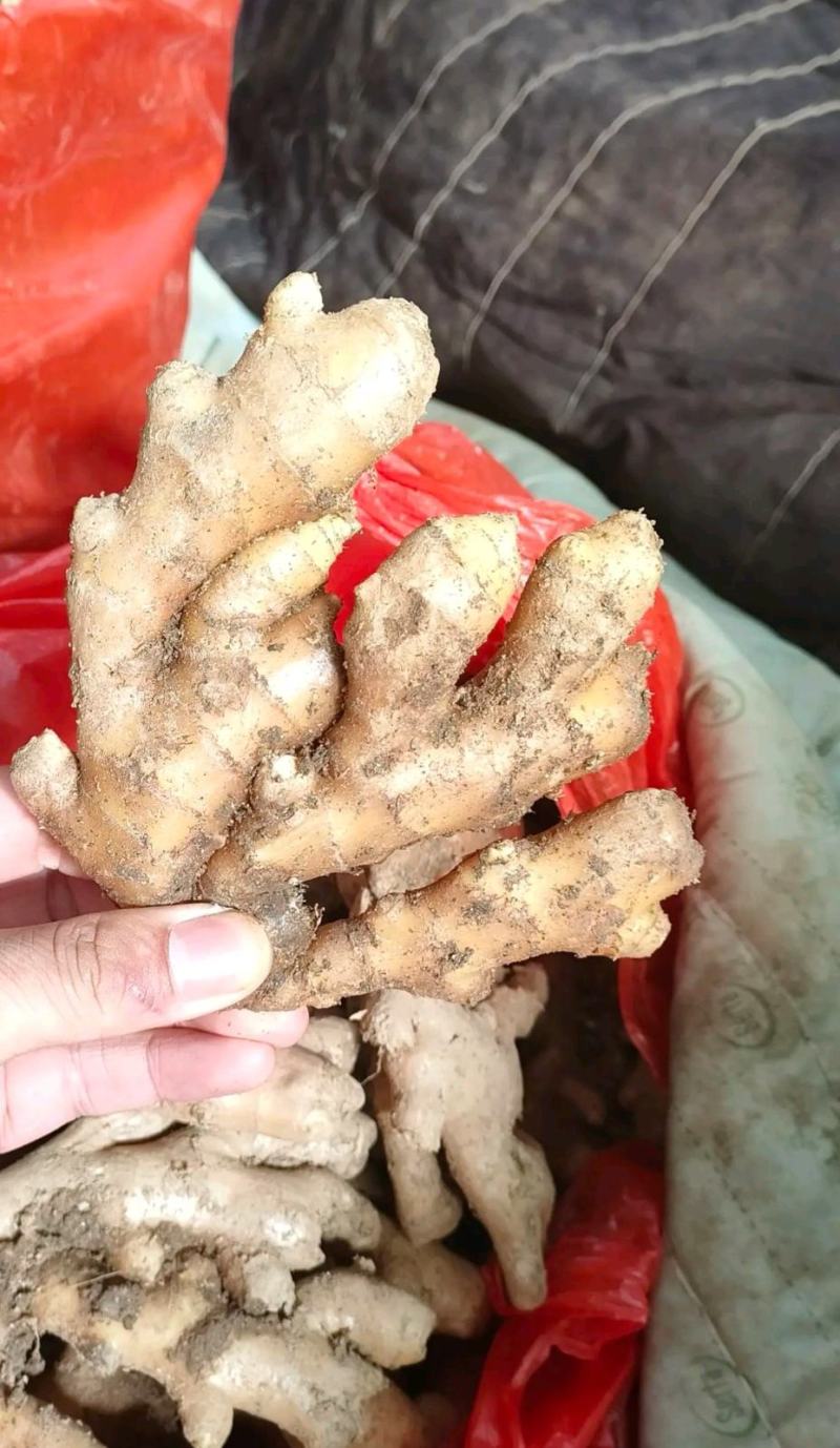 【推荐】生姜小黄姜黄姜全国发货保质保量坏烂包赔欢迎联系