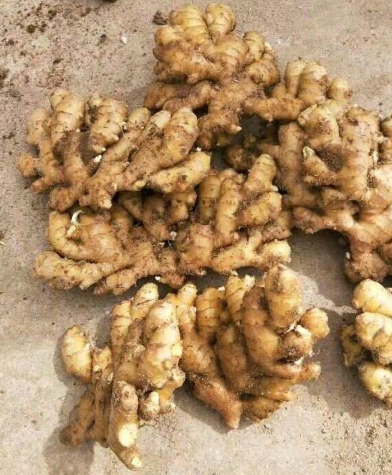 【推荐】生姜小黄姜黄姜全国发货保质保量坏烂包赔欢迎联系