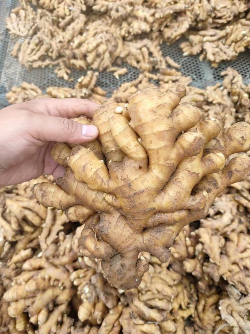 【推荐】生姜小黄姜黄姜全国发货保质保量坏烂包赔欢迎联系