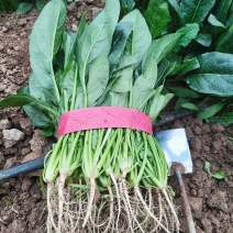 河南菠菜小叶菠菜精品菠菜滑县优质菠菜，大量供应产地直发