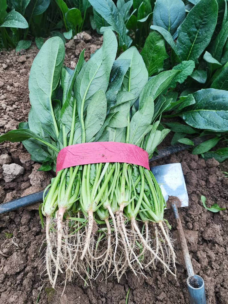 河南菠菜小叶菠菜精品菠菜滑县优质菠菜，大量供应产地直发