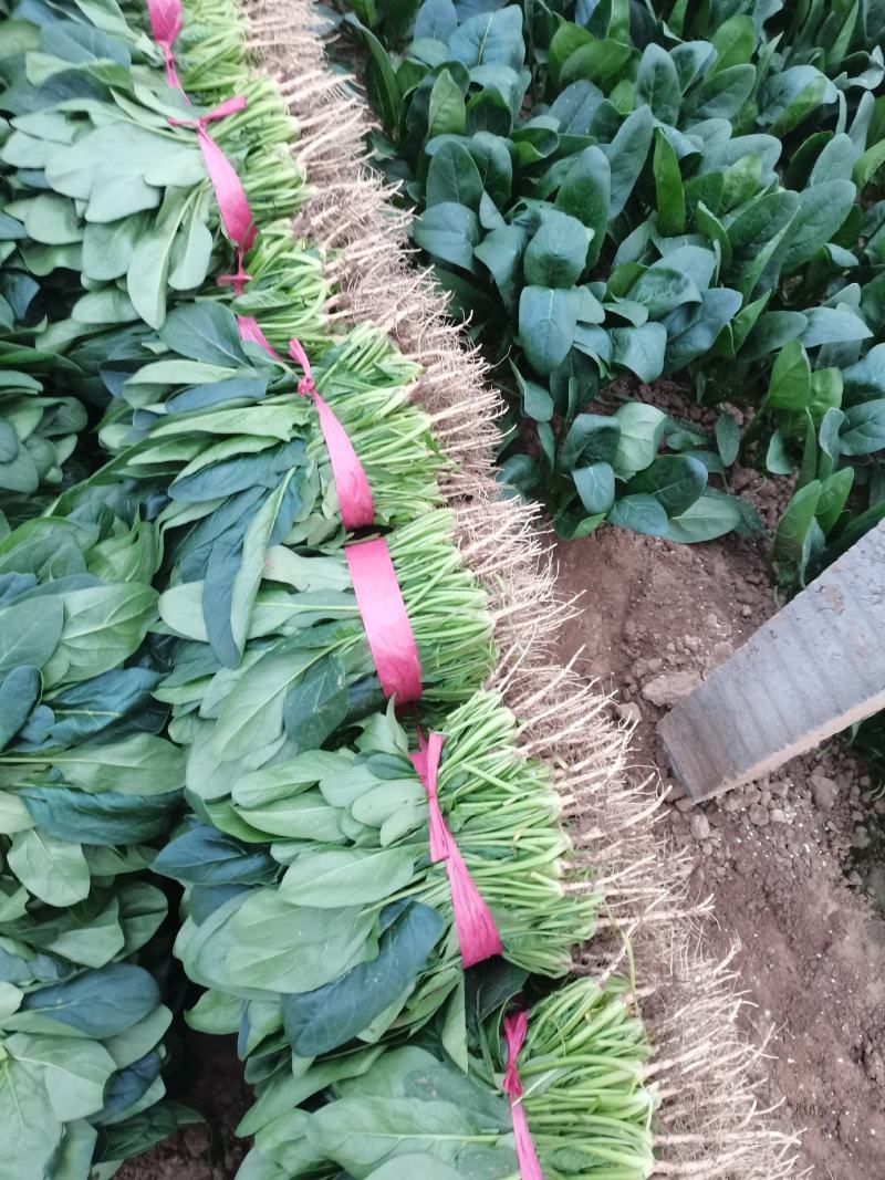 河南菠菜小叶菠菜精品菠菜滑县优质菠菜，大量供应产地直发