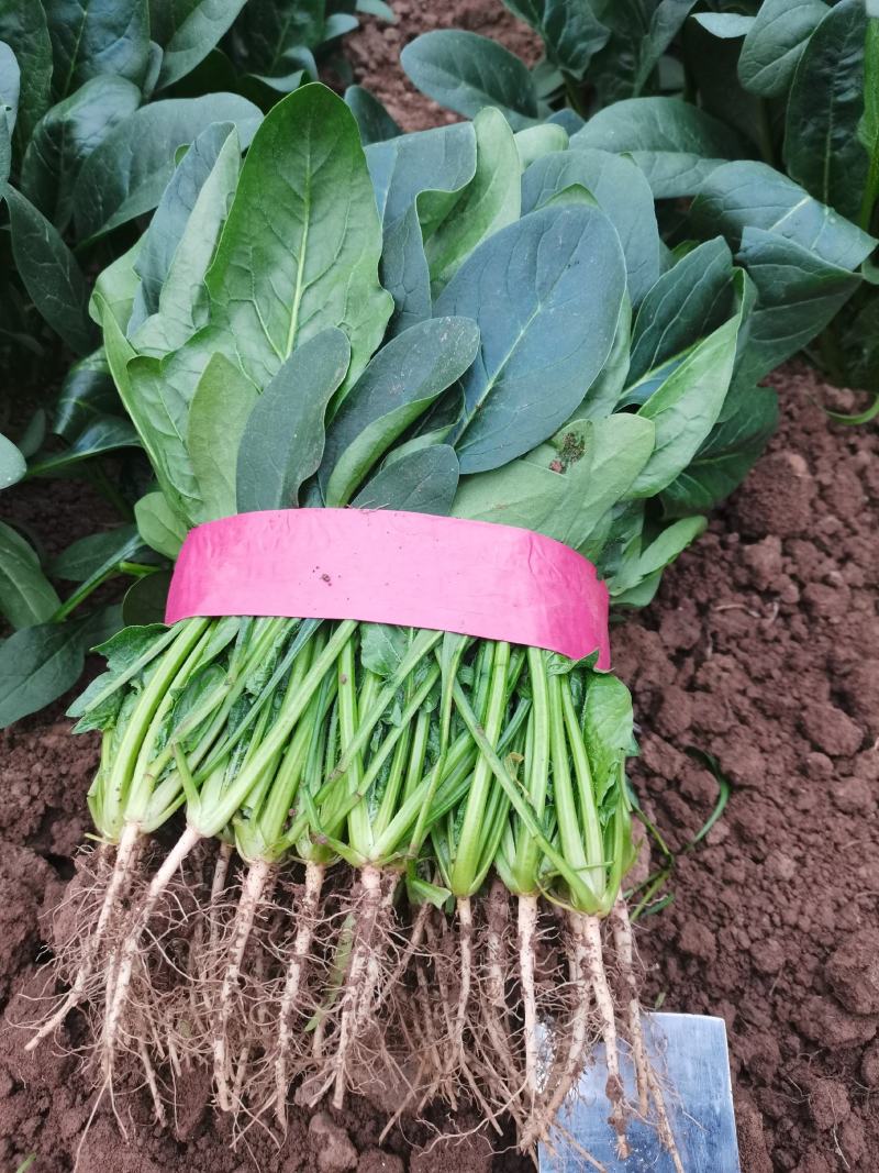 河南菠菜小叶菠菜精品菠菜滑县优质菠菜，大量供应产地直发