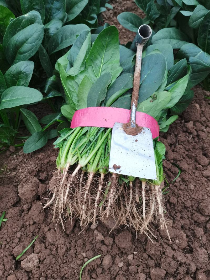 河南菠菜小叶菠菜精品菠菜滑县优质菠菜，大量供应产地直发