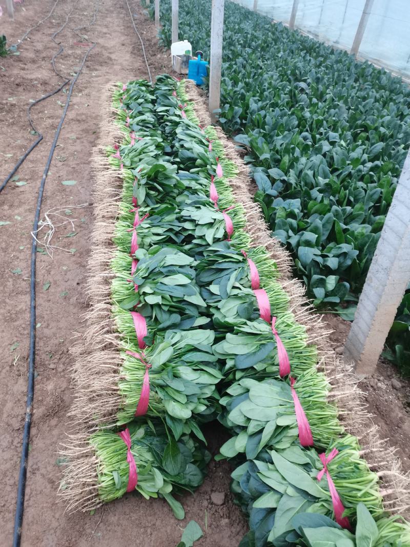 河南菠菜小叶菠菜精品菠菜滑县优质菠菜，大量供应产地直发