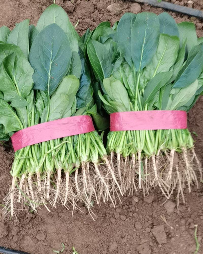 河南菠菜小叶菠菜精品菠菜滑县优质菠菜，大量供应产地直发