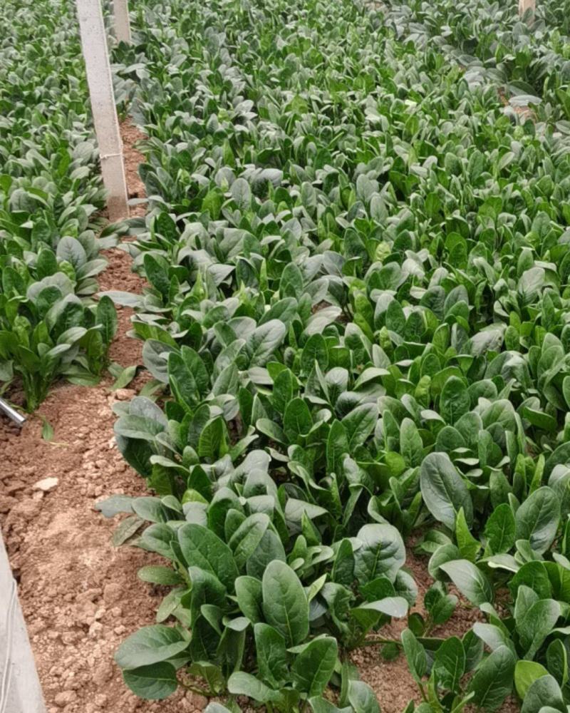 河南菠菜小叶菠菜精品菠菜滑县优质菠菜，大量供应产地直发