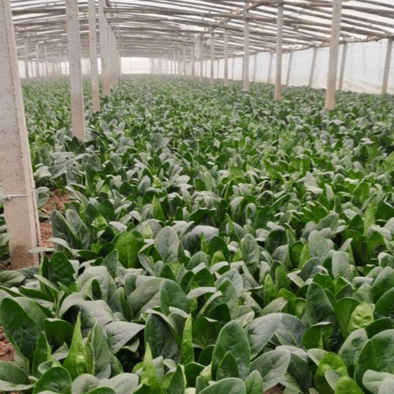 河南菠菜小叶菠菜精品菠菜滑县优质菠菜，大量供应产地直发