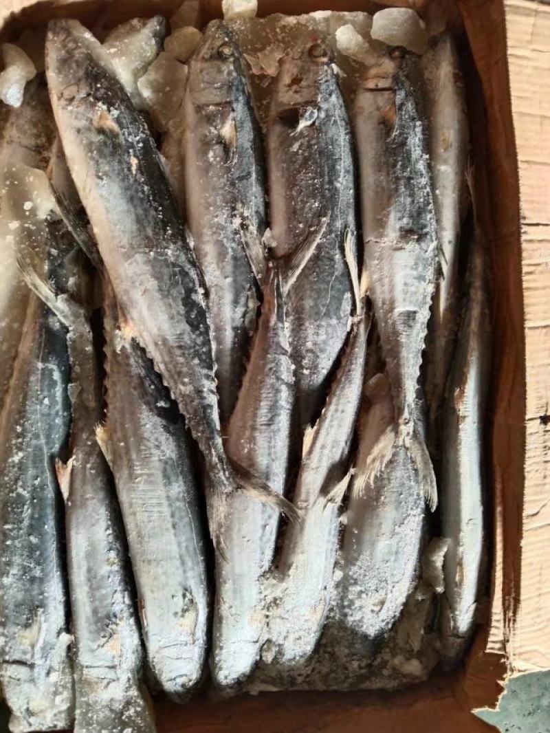 鲐鲅鱼，鲅鱼，刀鱼，黄花鱼，鱿鱼