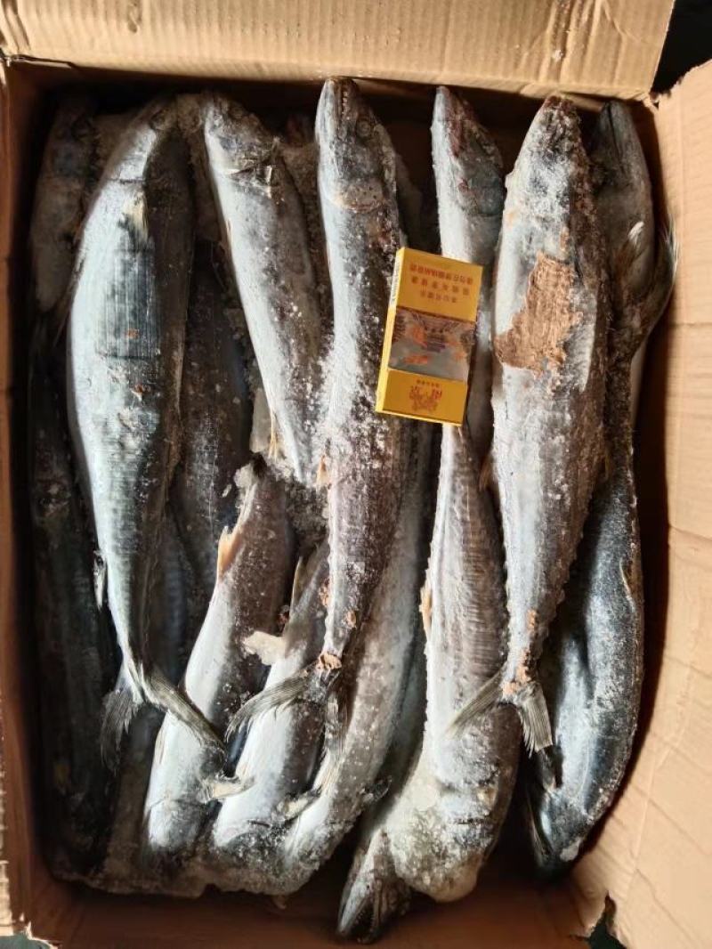鲐鲅鱼，鲅鱼，刀鱼，黄花鱼，鱿鱼