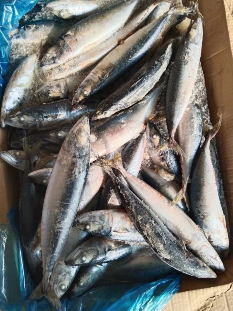 鲐鲅鱼，鲅鱼，刀鱼，黄花鱼，鱿鱼